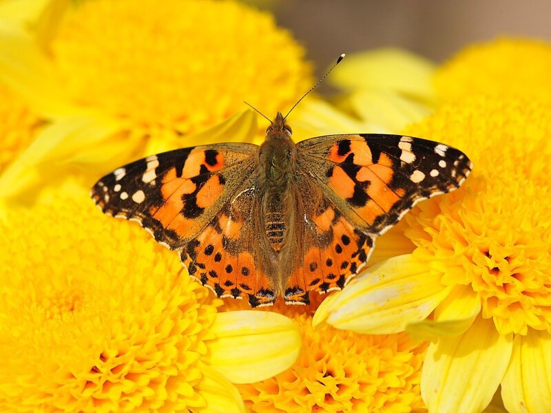 Butterfly on Yellow Flower — Calm, Afternoon