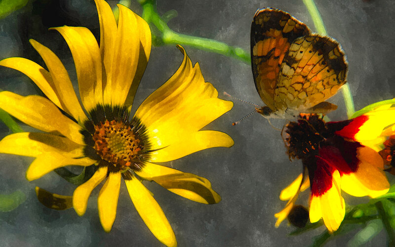 Butterfly on Yellow Flower — Calm, Digital Art