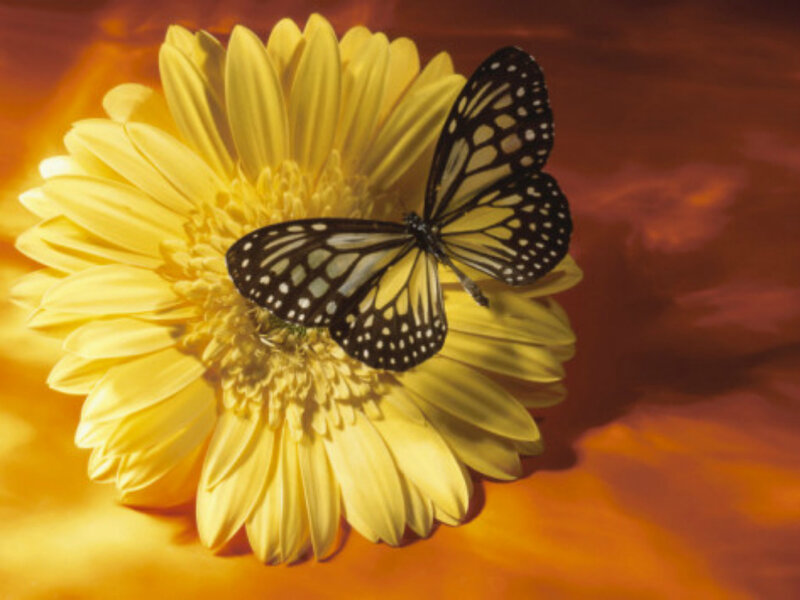 Butterfly on Yellow Flower — Calm, Photograph, Background