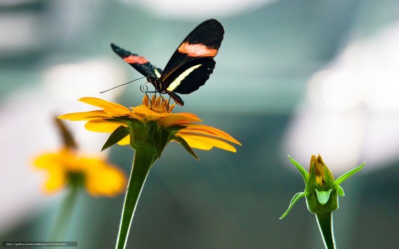 Butterfly on Yellow Flower — Calm, Photograph, Bud
