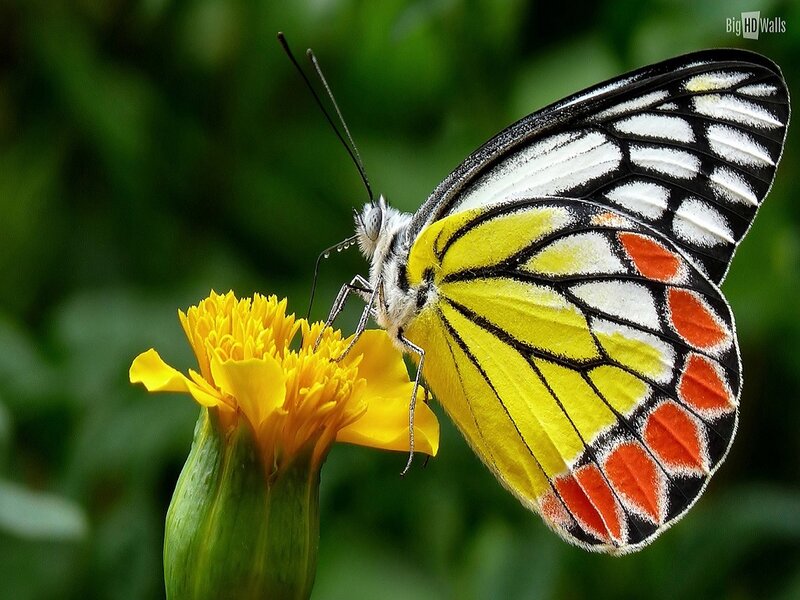 Butterfly on Yellow Flower — Calm, Photograph, Green Leaves