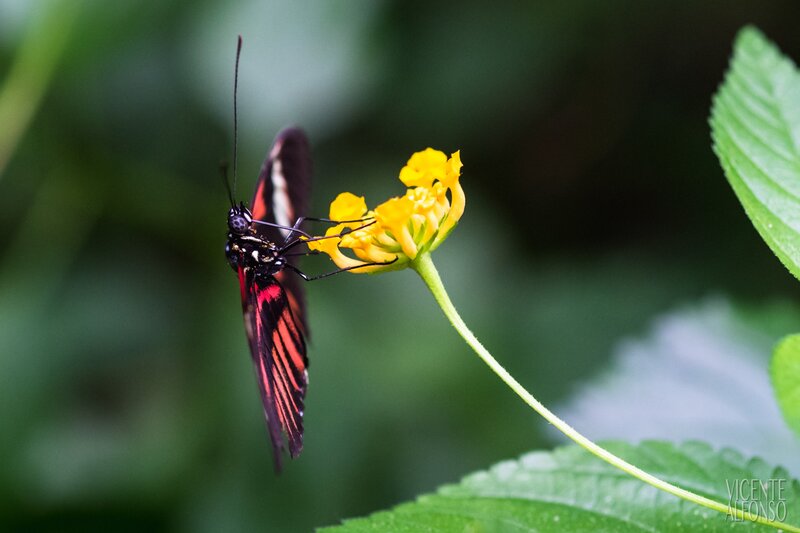 Butterfly on Yellow Flower — Calm, Photograph, Leaf