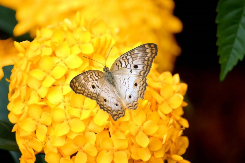 Butterfly on Yellow Flower — Calm, Photograph