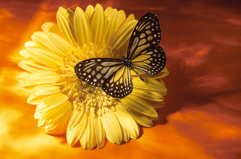 Butterfly on Yellow Flower — Calm, Sunset