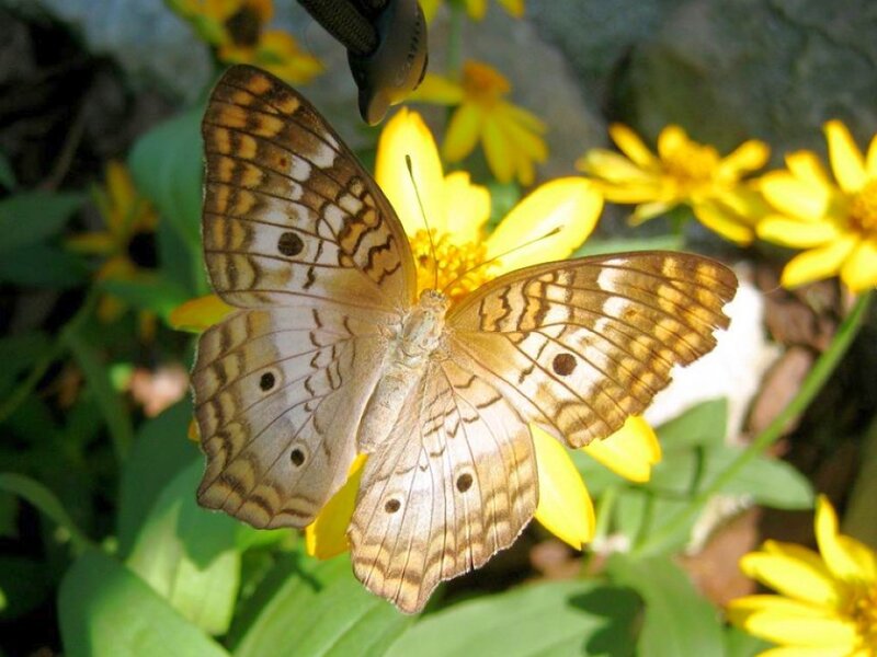 Butterfly on Yellow Flower — Calm