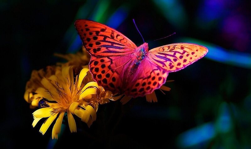 Butterfly on Yellow Flower — Dramatic, Night