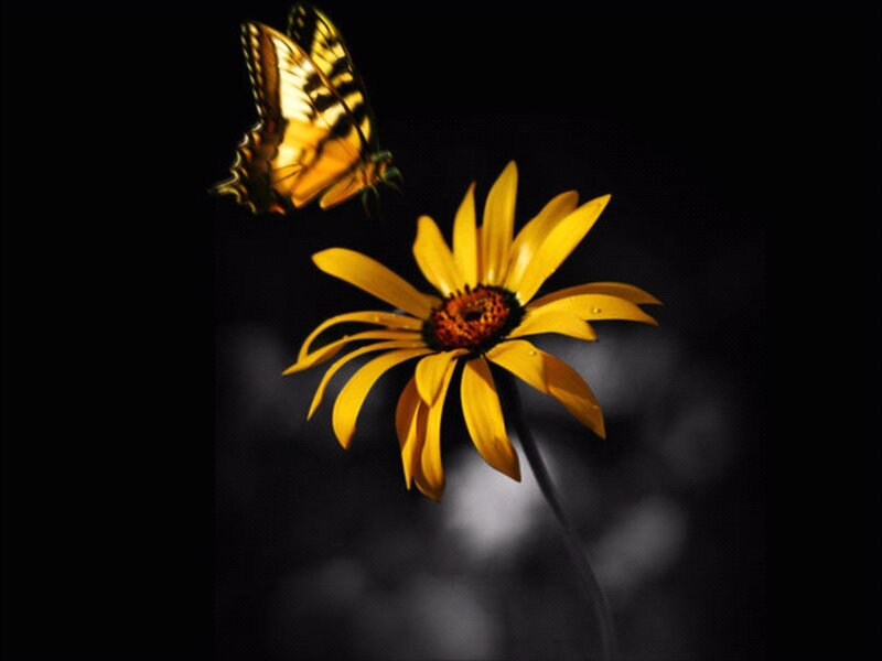 Butterfly on Yellow Flower — Dramatic, Photograph