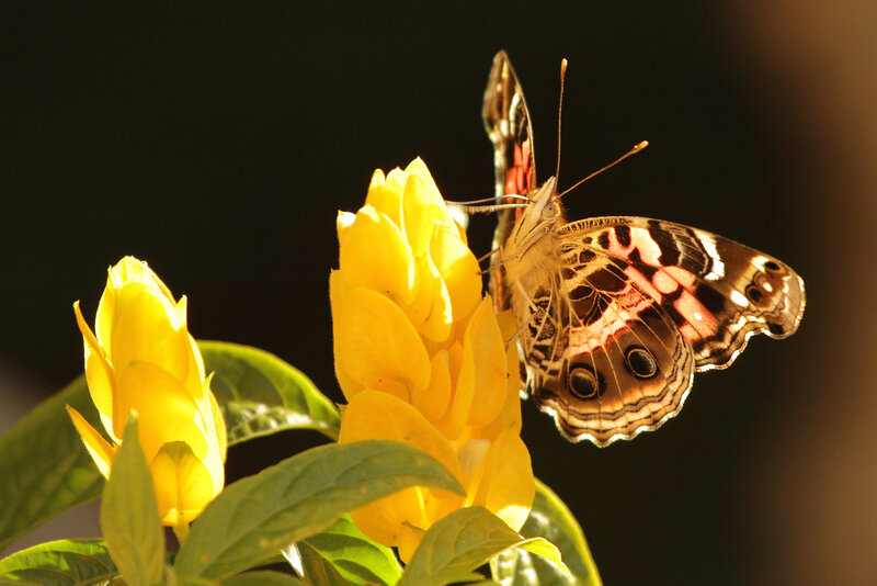 Butterfly on Yellow Flower — Dramatic, Sunset