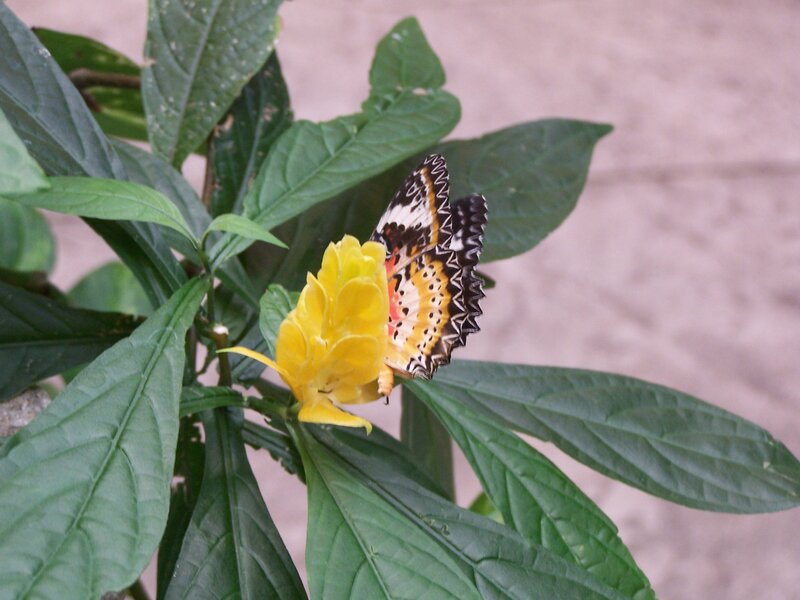 Butterfly on Yellow Flower — Green, Calm