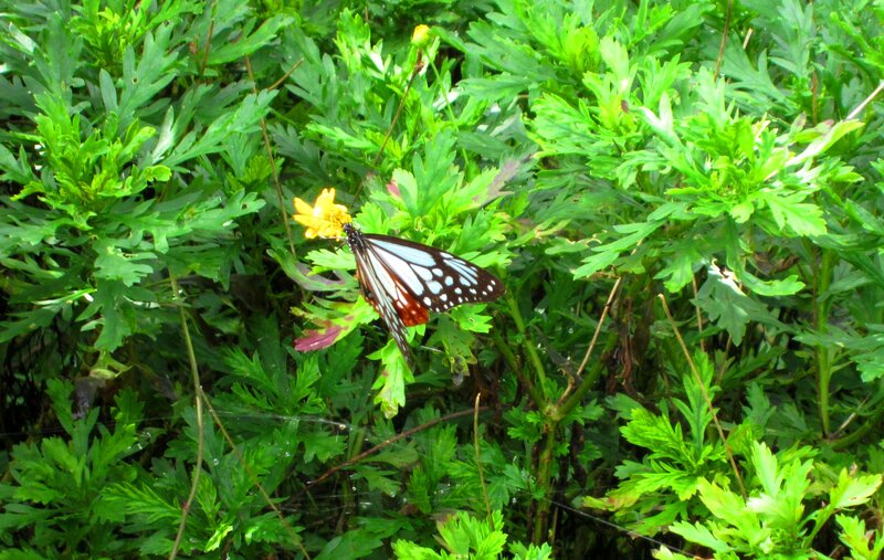 Butterfly on Yellow Flower — Green, Natural