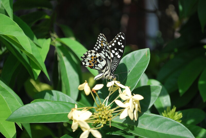 Butterfly on Yellow Flower — Green, Serene