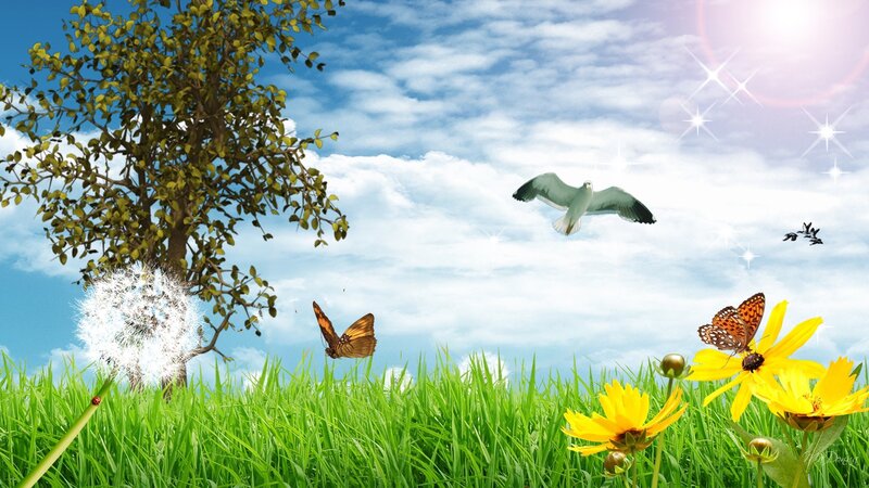 Butterfly on Yellow Flower — Green