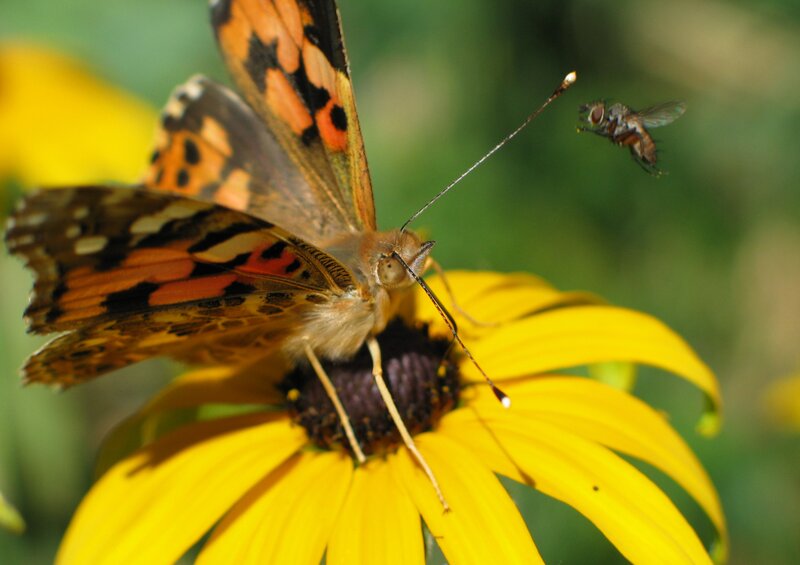 Butterfly on Yellow Flower — Natural, Afternoon, Photograph, Fly