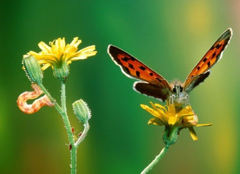 Butterfly on Yellow Flower — Natural, Afternoon, Photograph