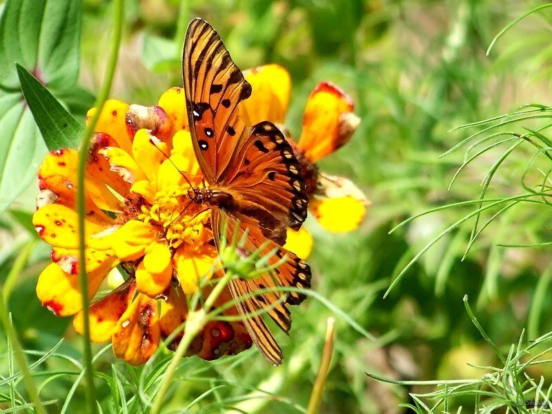 Butterfly on Yellow Flower — Natural, Afternoon