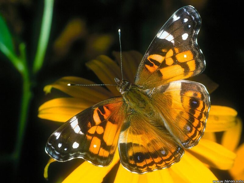Butterfly on Yellow Flower — Natural, Photograph, Green Stem