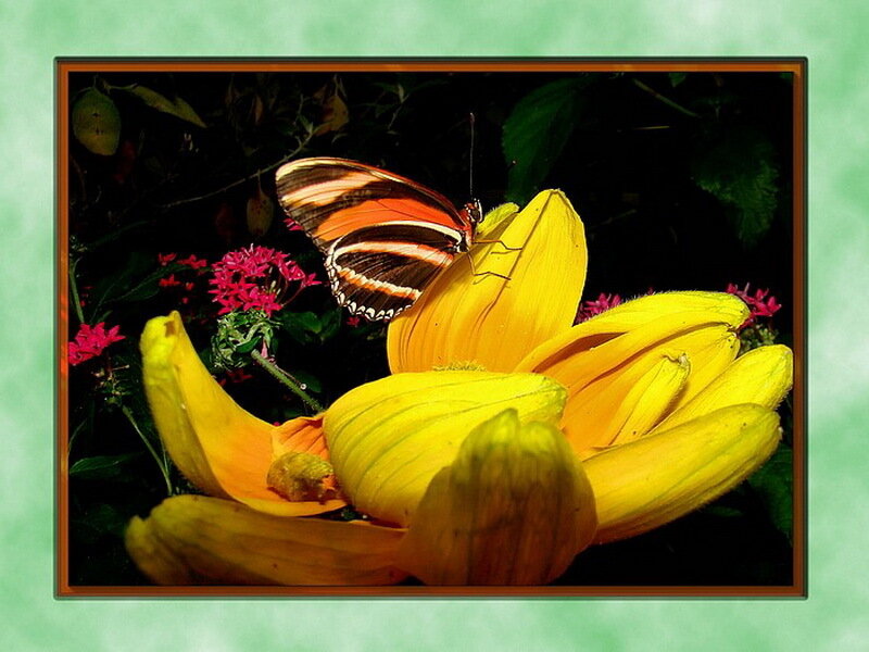 Butterfly on Yellow Flower — Natural, Photograph