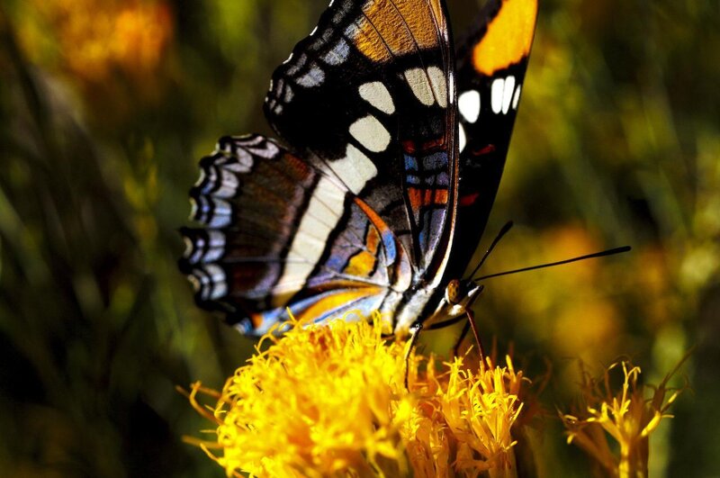 Butterfly on Yellow Flower — Natural