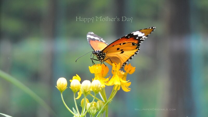 Butterfly on Yellow Flower — Orange, Serene