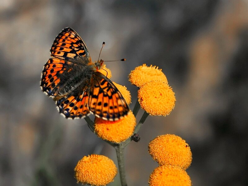 Butterfly on Yellow Flower — Orange