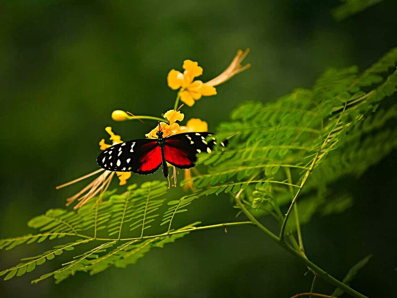Butterfly on Yellow Flower — Red