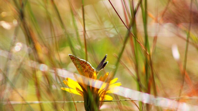 Butterfly on Yellow Flower — Serene, Afternoon, Photograph, Grass, Sunlight