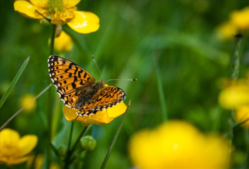 Butterfly on Yellow Flower — Serene, Afternoon, Photograph, Grass