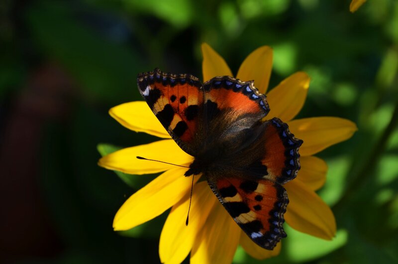 Butterfly on Yellow Flower — Serene, Afternoon, Photograph, Greenery