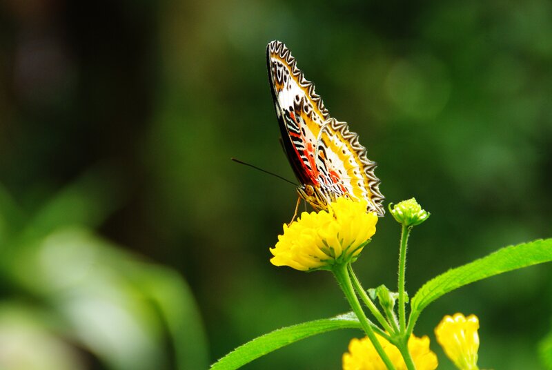 Butterfly on Yellow Flower — Serene, Afternoon, Photograph, Leaf, Green Background