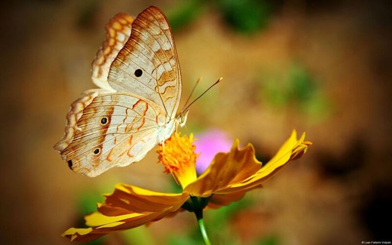Butterfly on Yellow Flower — Serene, Afternoon, Photograph, Pollen