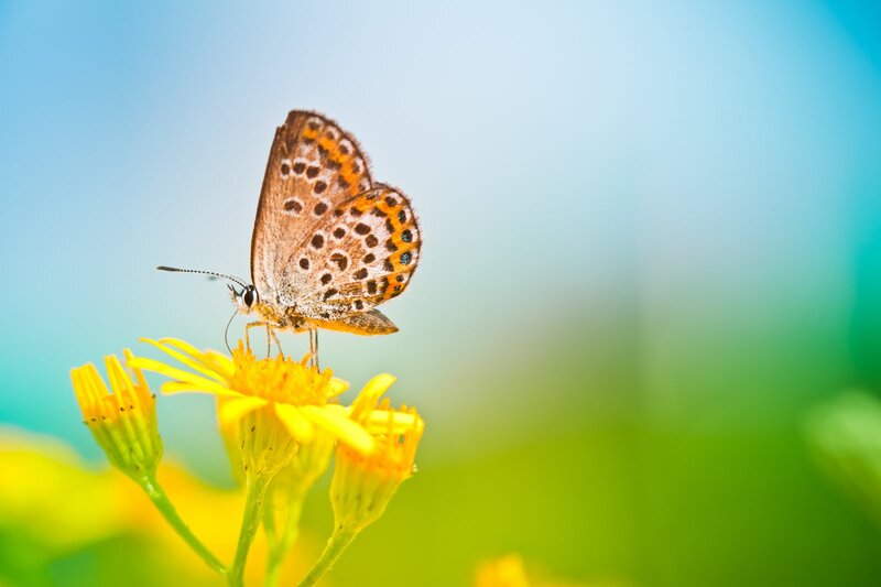 Butterfly on Yellow Flower — Serene, Afternoon, Photograph, Sky