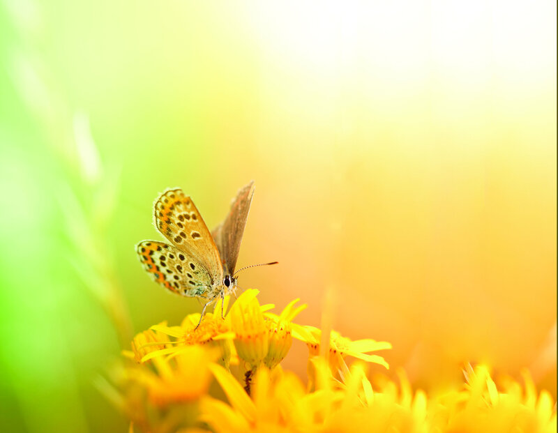Butterfly on Yellow Flower — Serene, Afternoon, Photograph, Sunlight