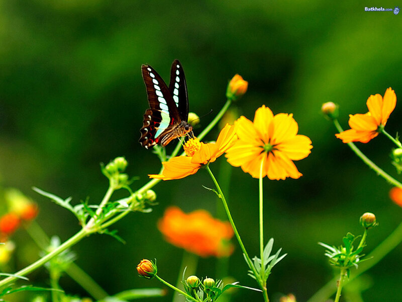 Butterfly on Yellow Flower — Serene, Afternoon