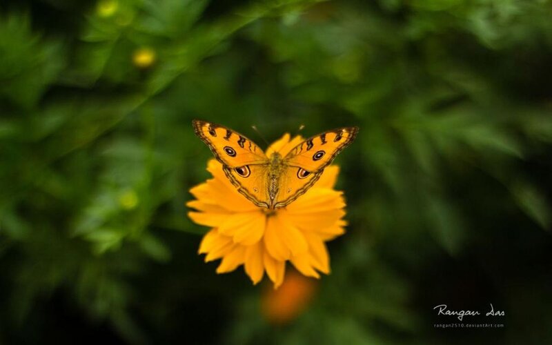 Butterfly on Yellow Flower — Serene, Photograph, Green Leaves
