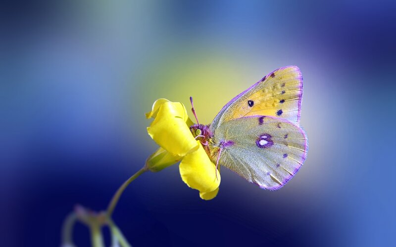 Butterfly on Yellow Flower — Serene, Photograph, Stem