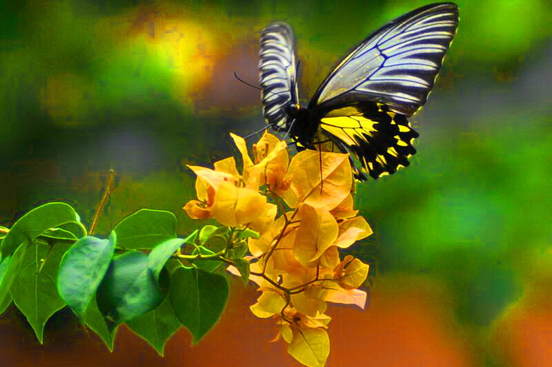 Butterfly on Yellow Flower — Serene, Photograph