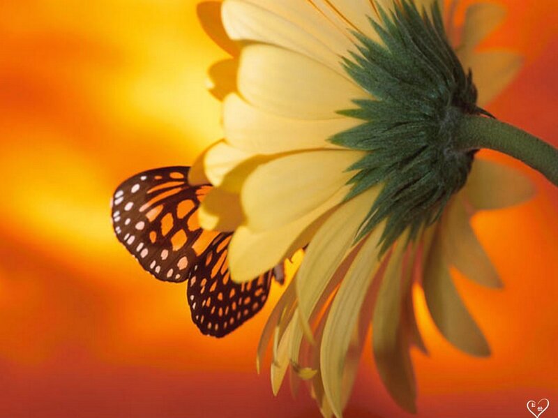 Butterfly on Yellow Flower — Serene, Sunset, Photograph, Stem