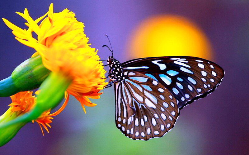 Butterfly on Yellow Flower — Serene, Sunset, Photograph