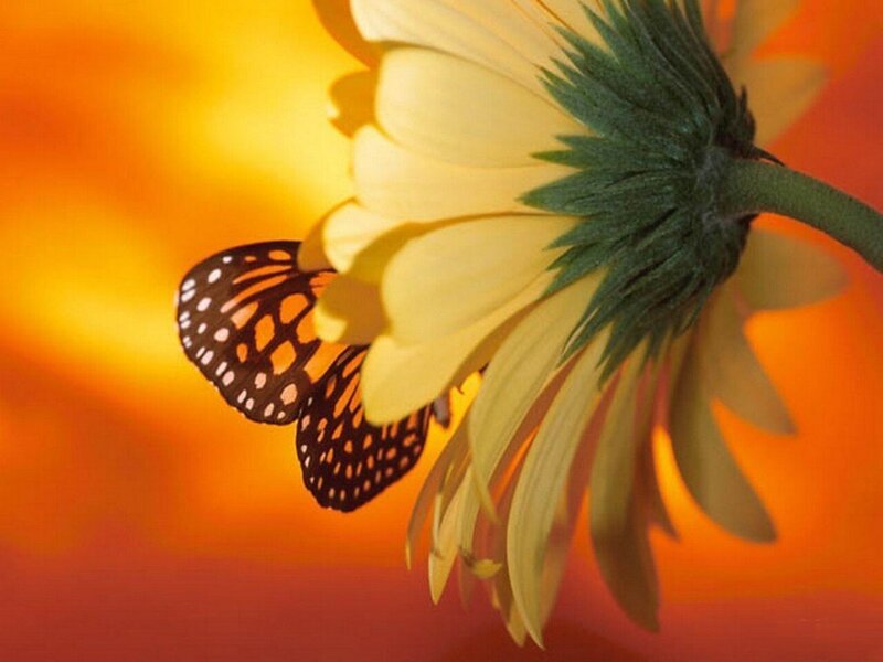 Butterfly on Yellow Flower — Serene, Sunset