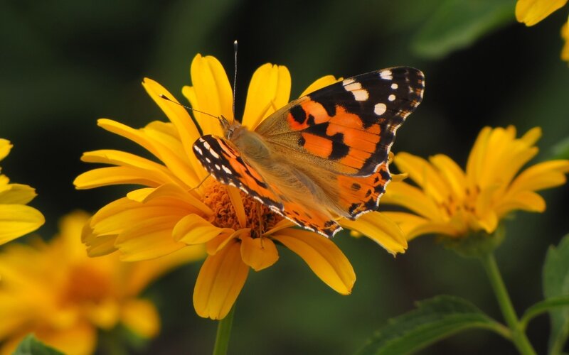 butterfly on yellow flower
