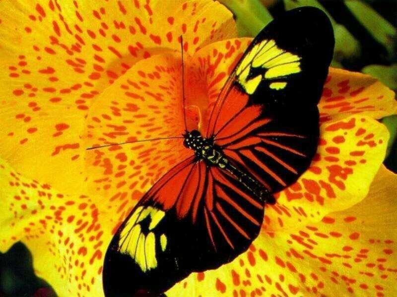 Butterfly on Yellow Flower — Vibrant