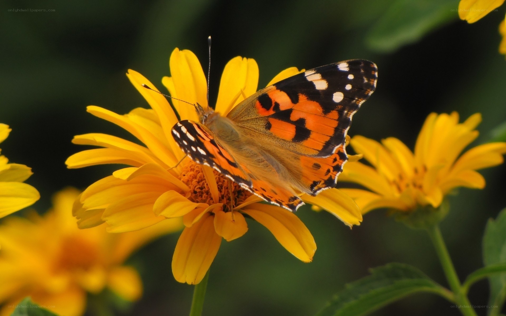 butterfly on yellow flower