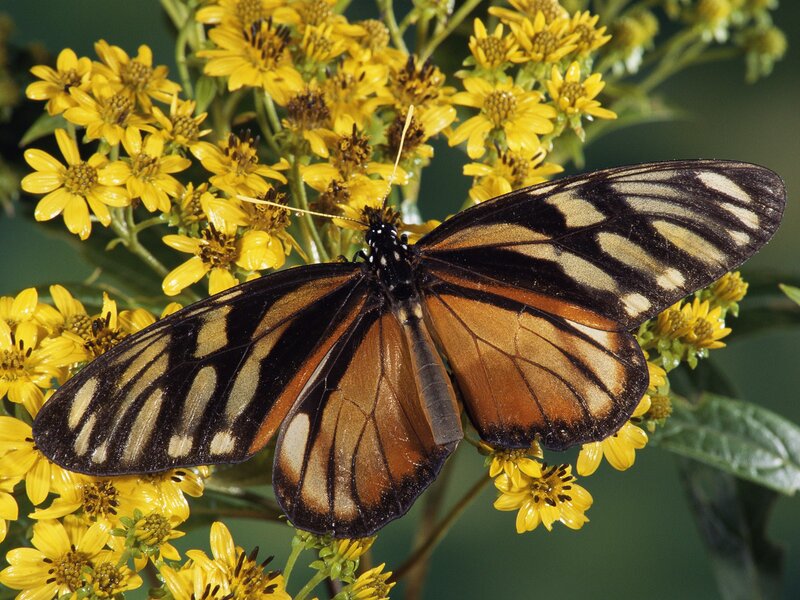butterfly on yellow flowers