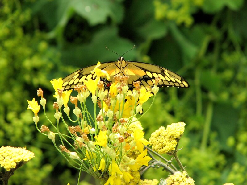 Butterfly on yellow flowers