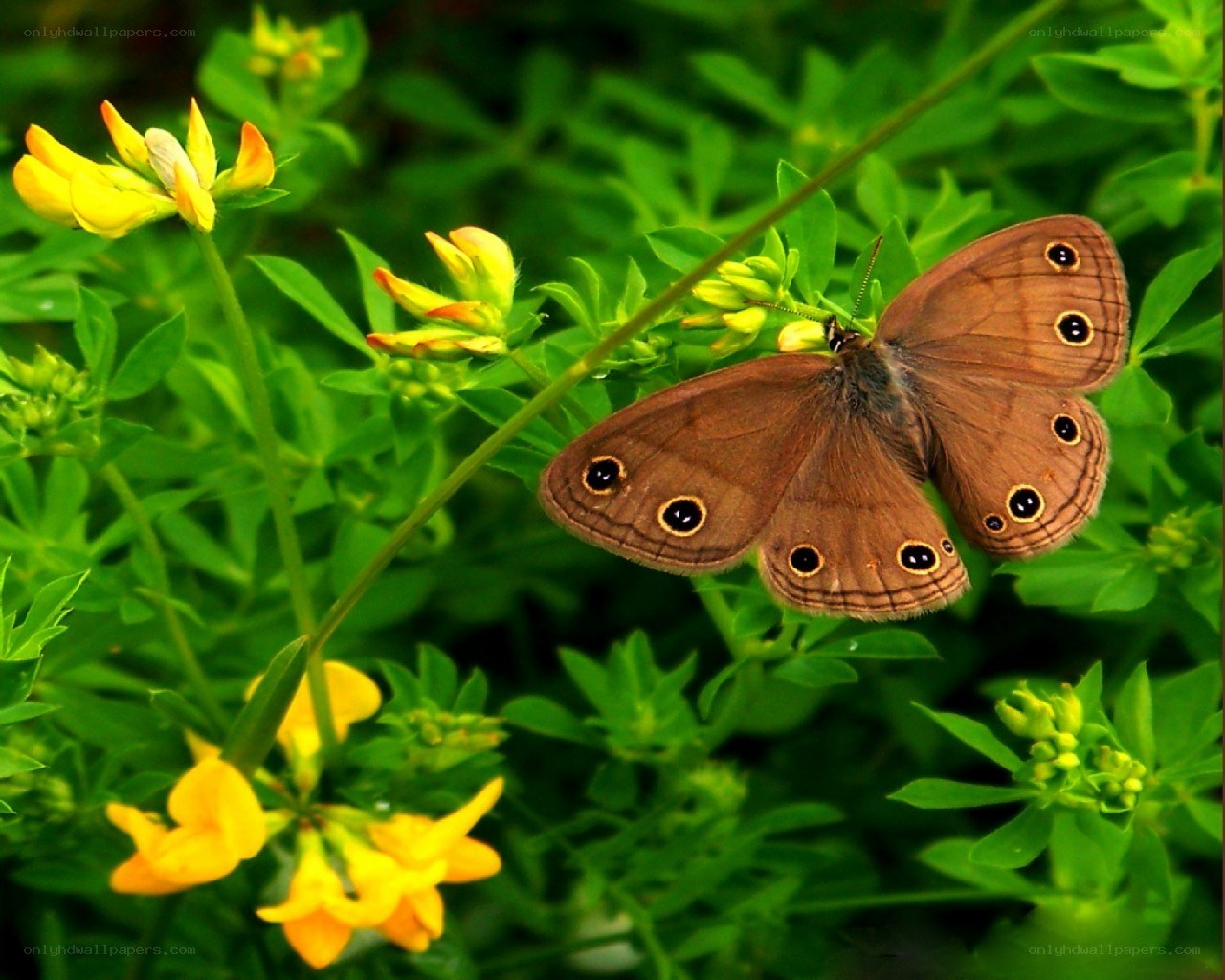 Butterfly on yellow flowers