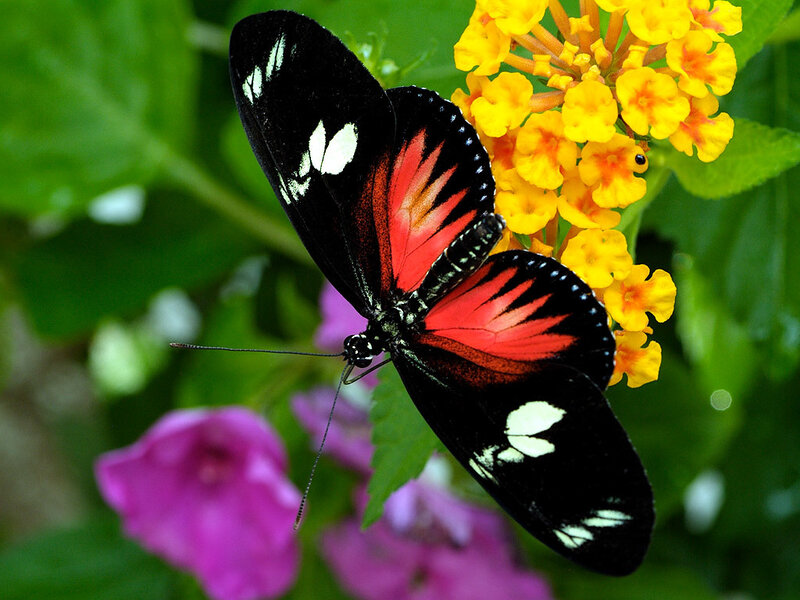 Butterfly on yellow flowers