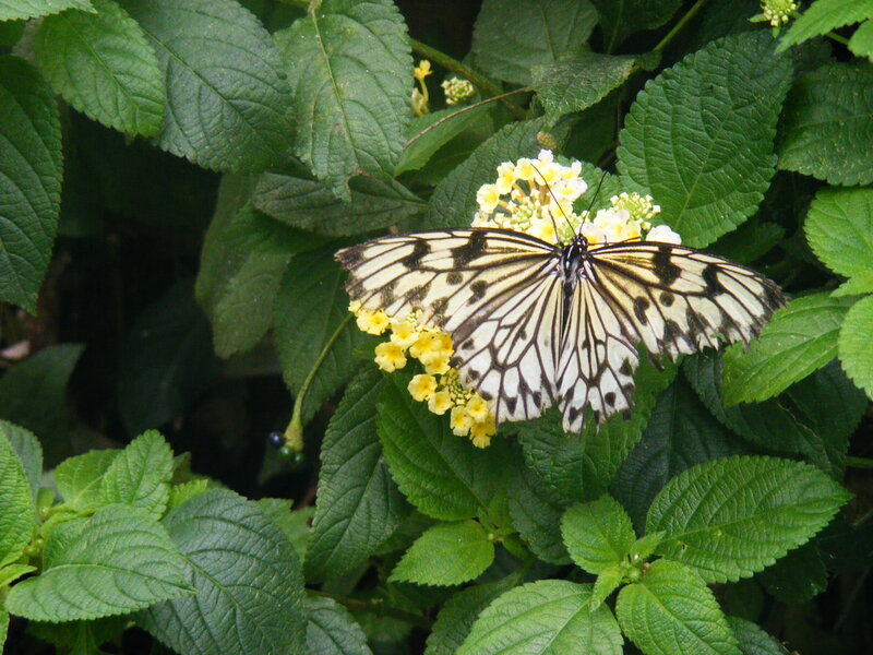 Butterfly on yellow flowers