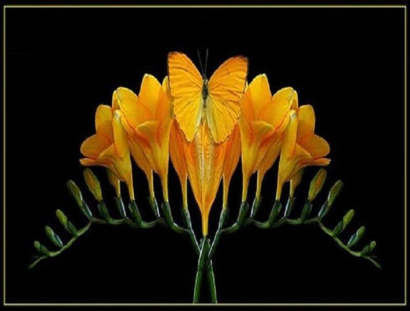 butterfly on yellow flowers