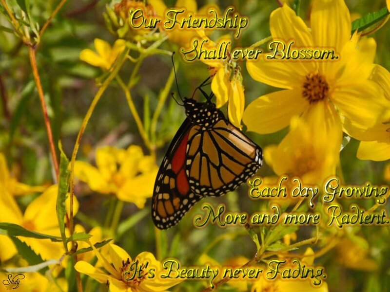 butterfly on yellow flowers