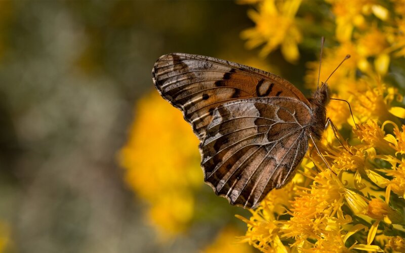 butterfly on yellow flowers